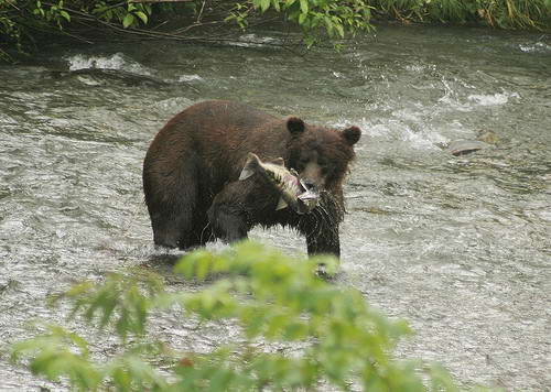 Медведь за ловлей рыбы