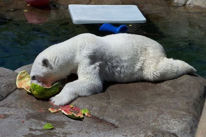 полярный медведь обедает арбузом
