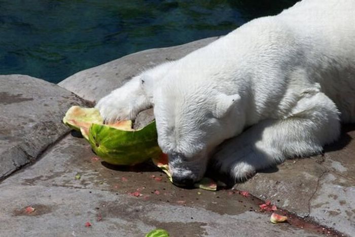 полярный медведь обедает арбузом