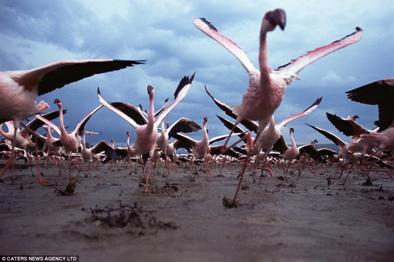 Напуганные фламинго взлетают с места ночевки
