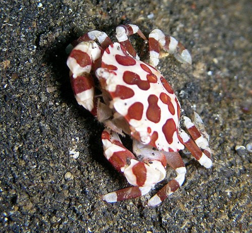 Lissocarcinus_orbicularis_-_Harlequin_Crab