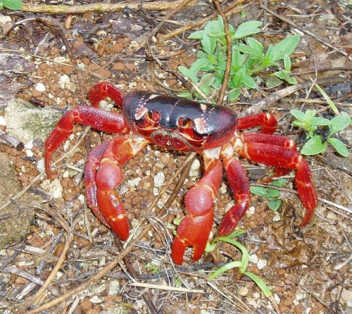 Christmas_Island_red_crab