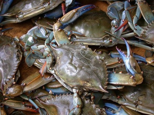 Blue_crab_on_market_in_Piraeus_-_Callinectes_sapidus_Rathbun