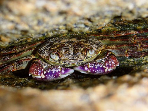 Purple_rock_crab