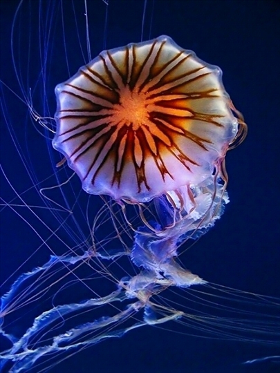 фотография медузы, фоторабота Luigi Piccirillo 