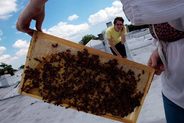 Жители американских мегаполисов увлеклись пчеловодством