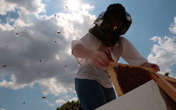 Жители американских мегаполисов увлеклись пчеловодством
