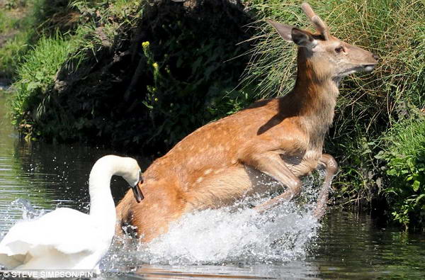  Этот неудачный олень был выгнан от воды местным лебедем в Ричмондском Парке, Суррее.