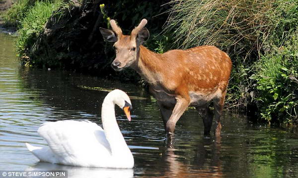  Этот неудачный олень был выгнан от воды местным лебедем в Ричмондском Парке, Суррее.