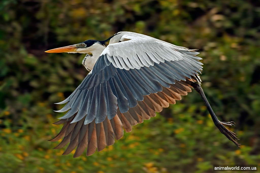 Замечательные снимки животных и птиц от Sean Crane.