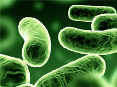  Бактерии получили название Herminiimonas glaciei . Похожи на крошечные колбаски - 0,9 микрона в длину и 0,4 микрона в диаметре.