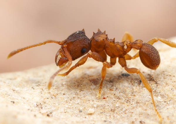 Биологам из университета Аризоны удалось обнаружить в долине реки Амазонка муравьев Mycocepurus smithii, размножающихся путем клонирования