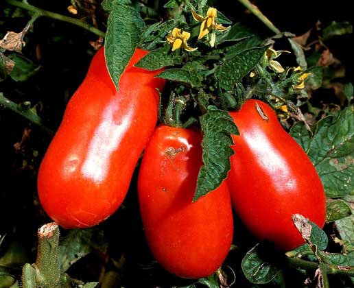 Слово «помидор» происходит от итальянского pomo d’oro, что в переводе значит «золотое яблоко»
