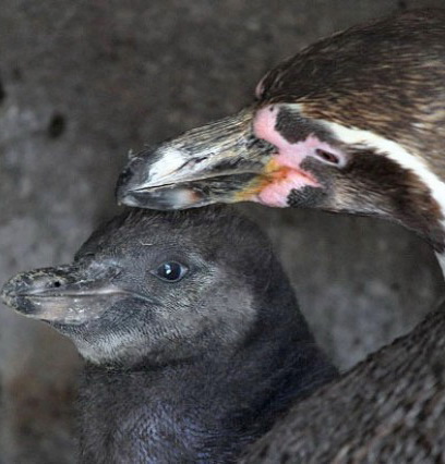 два взрослых пингвина по кличкам Зэт (Z) и Фильпункт (Vielpunkt) являются частью пингвинской гей-общины