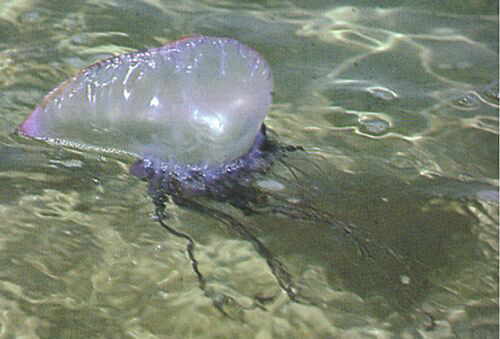 Полипы медуз, например, некоторые гидроидные (Hydrozoa), с наступлением неблагоприятного периода впадают в анабиоз, покрываясь защитной оболочкой.