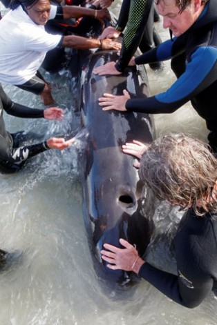 операцию по спасению нескольких десятков млекопитающих семейства дельфиновых (гринда)