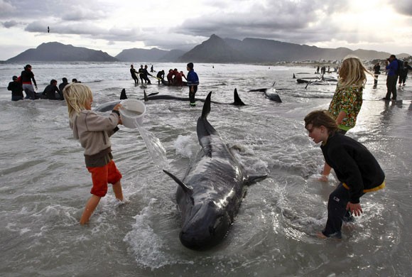 операцию по спасению нескольких десятков млекопитающих семейства дельфиновых (гринда)