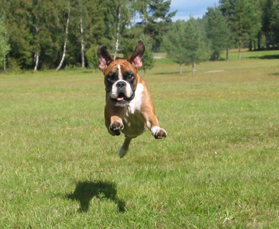 летающая собака
