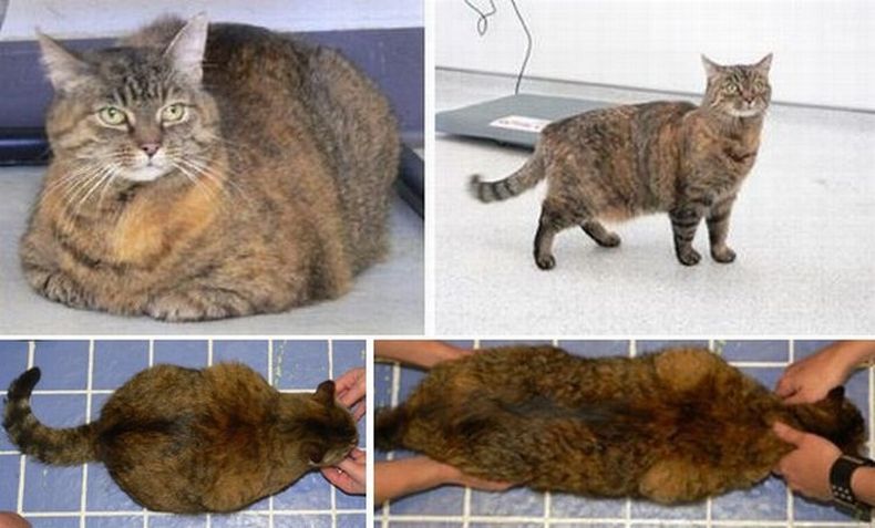 кот, лишний вес