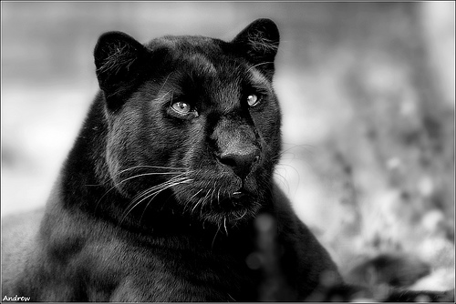 Черная пантера Black Panther