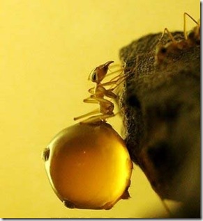 муравей медовый, Camponotus inflatus