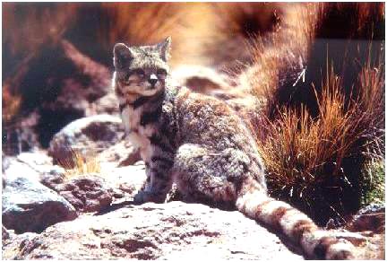 Андская горная кошка (Oreailurus jacobita)