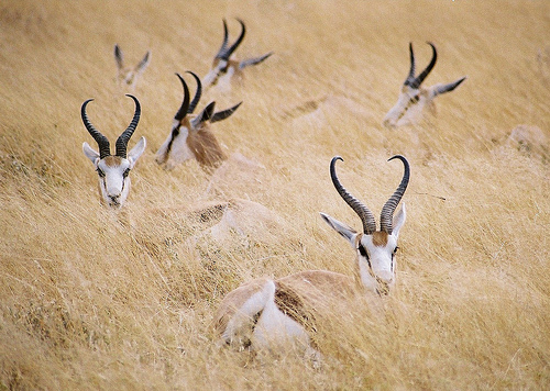 животные, антилопа, Antidorcas marsupialis, Спрингбок, Springbok