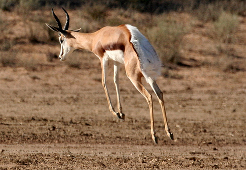 животные, антилопа, Antidorcas marsupialis, Спрингбок, Springbok
