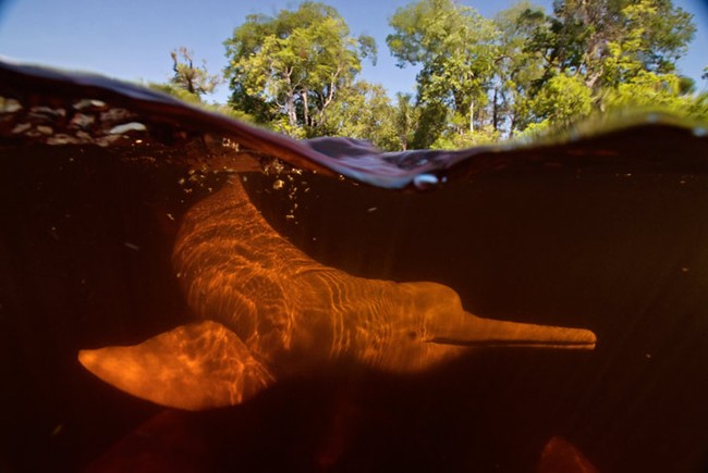 амазонский дельфин иниа, Inia geoffrensis.