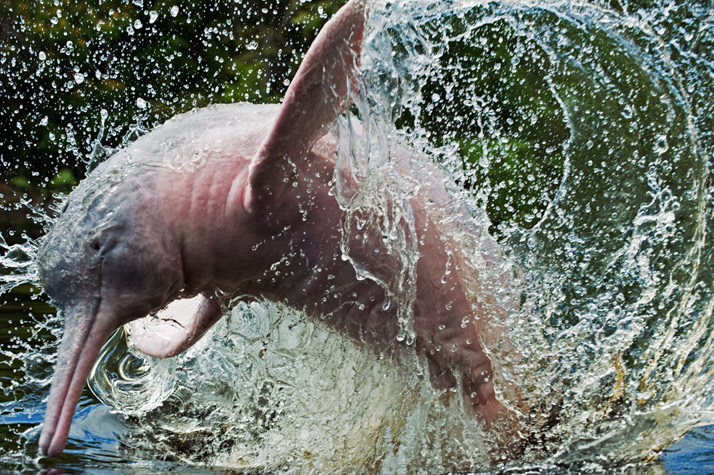 амазонский дельфин иниа, Inia geoffrensis.
