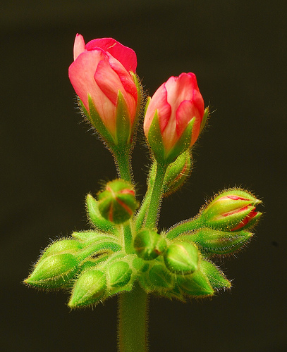 пеларгония бутончики цветков