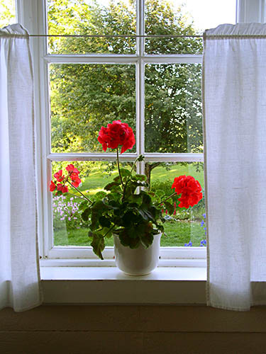 Red geranium in window at Sillegarden