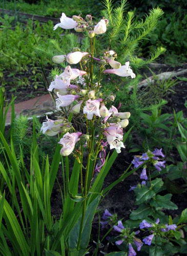 P. cobaea – с колокольчатой формой цветка