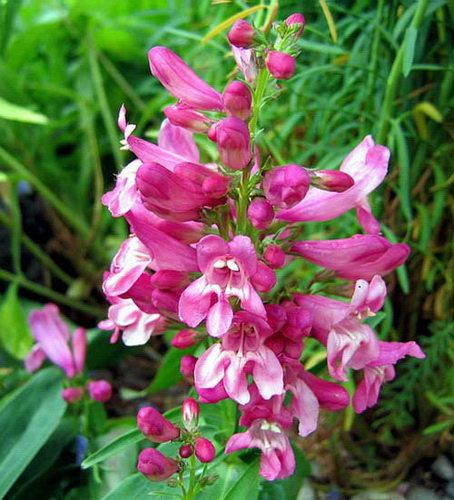 Penstemon barbatus praecox nanus (Cambridge Mix). Цветки у них довольно крупные, колокольчатые розовой, красной, синей, лиловой окраски