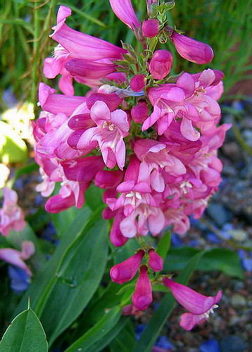 Penstemon barbatus praecox nanus (Cambridge Mix). Цветки у них довольно крупные, колокольчатые розовой, красной, синей, лиловой окраски