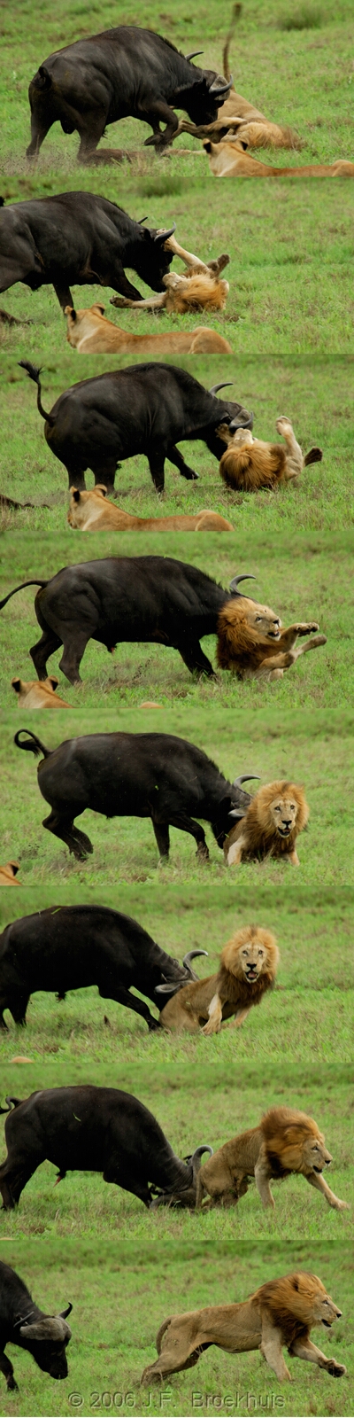 буйвол и лев