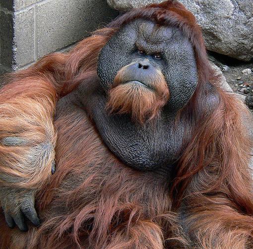 A big_ perhaps overweight orangutan