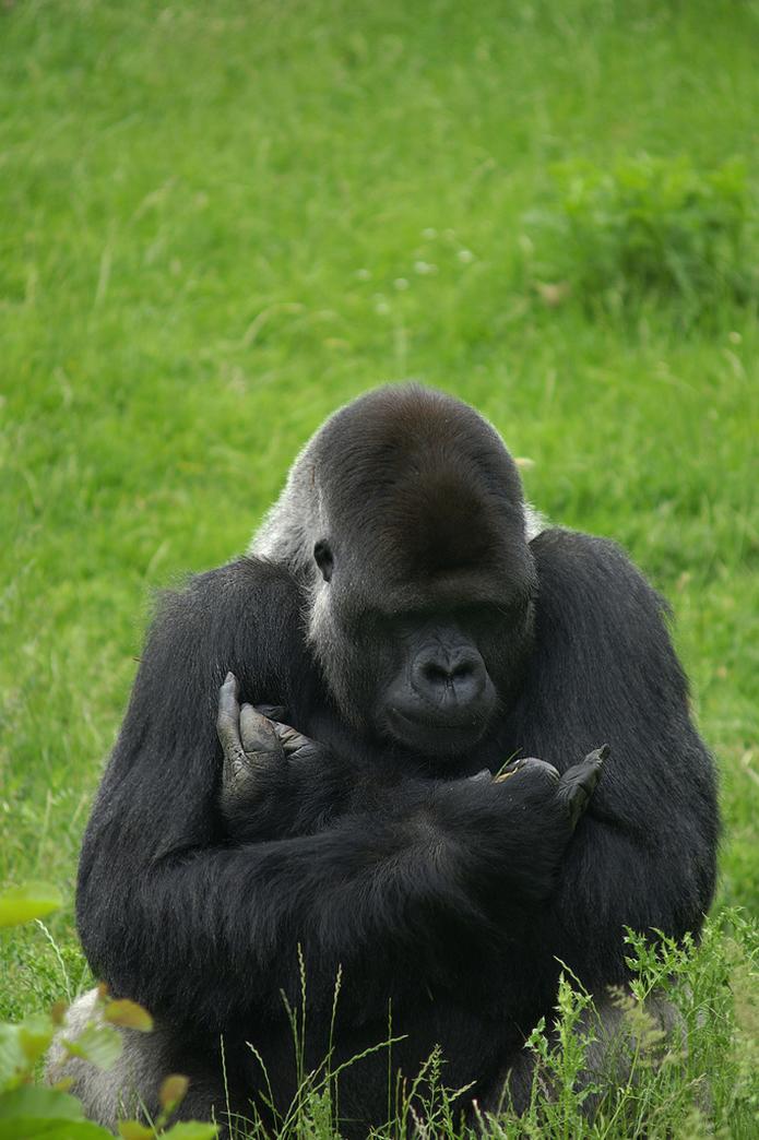 An ape gives the double middle finger gesture