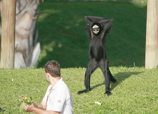 Funny monkey shows off armpits