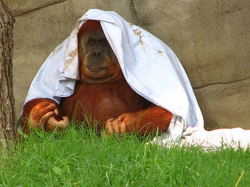 Funny photo of an Orangotan in a zen pose