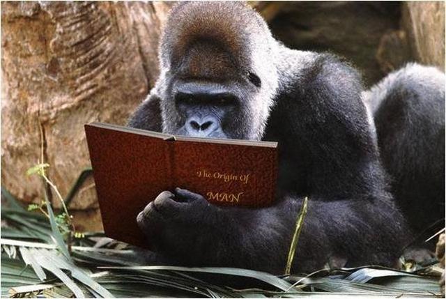 Funny pic of a gorilla reading a book