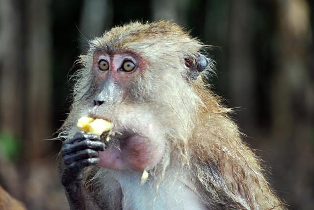 Funny picture of a monkey with funky chins eating