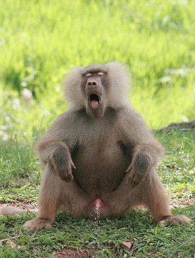 Hilarious picture of a baboon monkey peeing