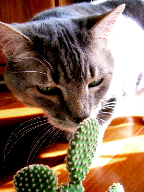 кошки обожают кактусы, cat & cactus