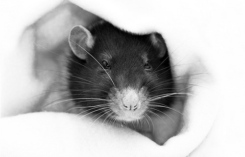 Крысята от Джессики Флоренции (Jessica Florence)