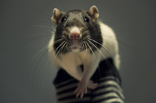Крысята от Джессики Флоренции (Jessica Florence)
