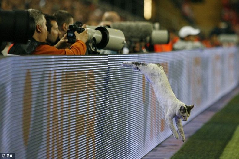 Этот кот прославился благодаря своему появлению на поле во время финала Кубка УЕФА.