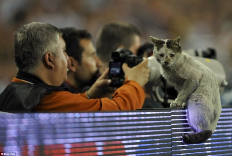 Этот кот прославился благодаря своему появлению на поле во время финала Кубка УЕФА.
