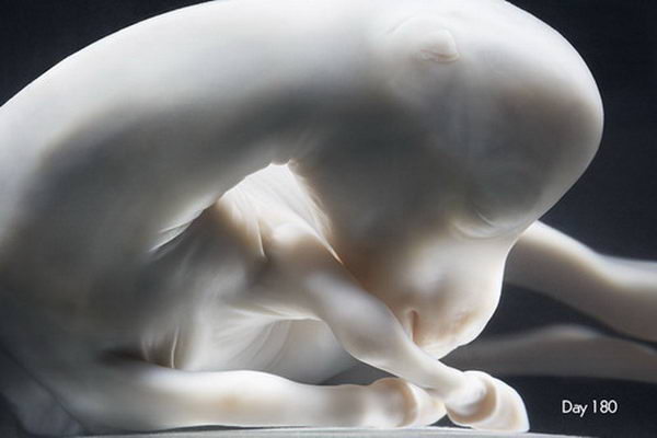 эмбрион лошади в утробе матери