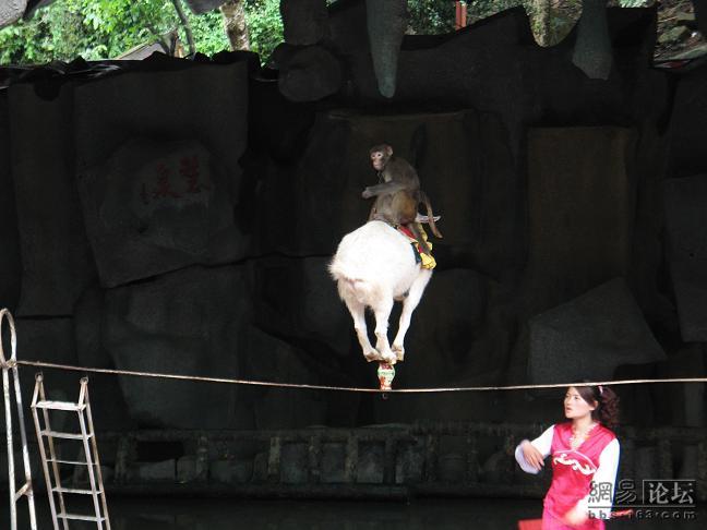Китайский цирк: Коза на канате